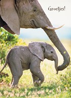 baby olifant